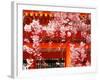 Cherry Blossoms, Heian-Jingu Shrine, Kyoto, Japan-null-Framed Photographic Print