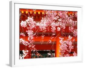 Cherry Blossoms, Heian-Jingu Shrine, Kyoto, Japan-null-Framed Photographic Print