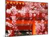 Cherry Blossoms, Heian-Jingu Shrine, Kyoto, Japan-null-Mounted Photographic Print