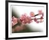 Cherry Blossoms I-Joy Doherty-Framed Giclee Print