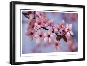 Cherry Blossoms I-Donald Paulson-Framed Giclee Print