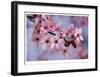 Cherry Blossoms I-Donald Paulson-Framed Giclee Print