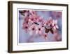 Cherry Blossoms I-Donald Paulson-Framed Giclee Print