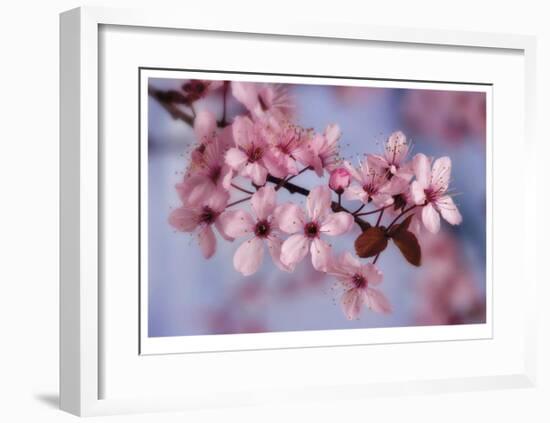 Cherry Blossoms I-Donald Paulson-Framed Giclee Print