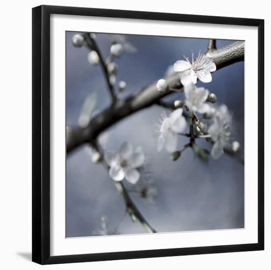 Cherry Blossoms I-Heather Johnston-Framed Giclee Print