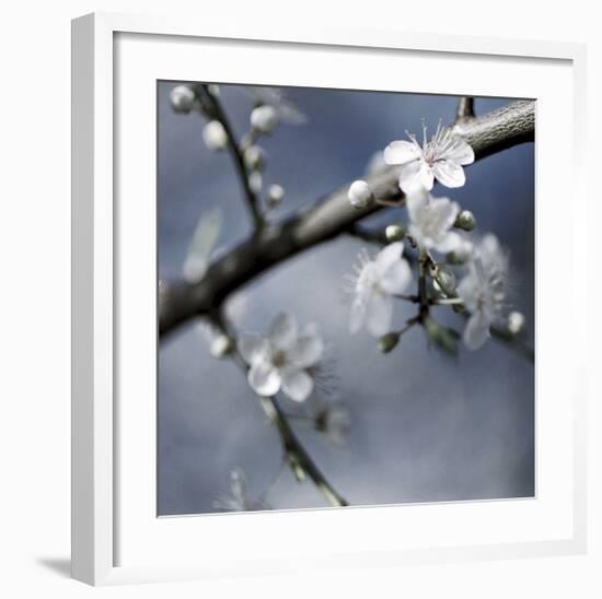Cherry Blossoms I-Heather Johnston-Framed Giclee Print