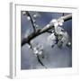 Cherry Blossoms I-Heather Johnston-Framed Giclee Print
