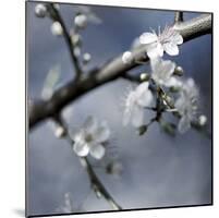 Cherry Blossoms I-Heather Johnston-Mounted Giclee Print