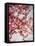 Cherry Blossoms I-Susan Bryant-Framed Stretched Canvas