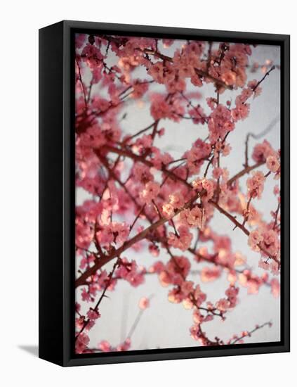 Cherry Blossoms I-Susan Bryant-Framed Stretched Canvas