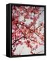 Cherry Blossoms I-Susan Bryant-Framed Stretched Canvas