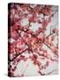 Cherry Blossoms I-Susan Bryant-Stretched Canvas