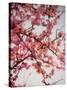 Cherry Blossoms I-Susan Bryant-Stretched Canvas