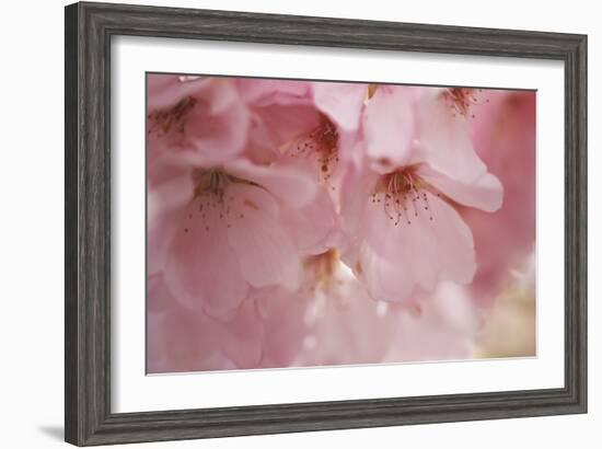 Cherry Blossoms I-Rita Crane-Framed Art Print