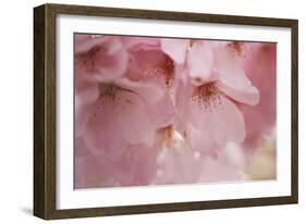 Cherry Blossoms I-Rita Crane-Framed Art Print