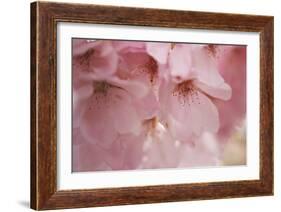 Cherry Blossoms I-Rita Crane-Framed Art Print