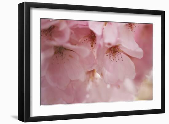 Cherry Blossoms I-Rita Crane-Framed Art Print