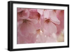 Cherry Blossoms I-Rita Crane-Framed Art Print