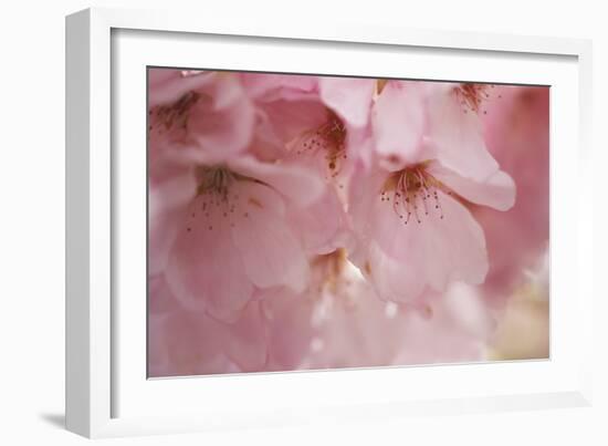 Cherry Blossoms I-Rita Crane-Framed Art Print