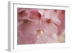 Cherry Blossoms I-Rita Crane-Framed Art Print