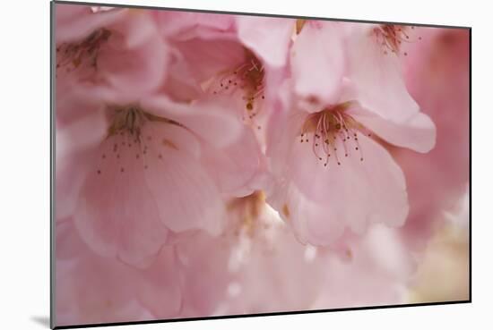 Cherry Blossoms I-Rita Crane-Mounted Art Print