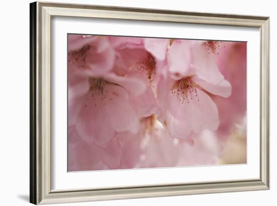 Cherry Blossoms I-Rita Crane-Framed Art Print