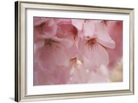 Cherry Blossoms I-Rita Crane-Framed Art Print