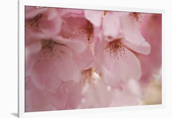 Cherry Blossoms I-Rita Crane-Framed Art Print