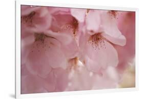 Cherry Blossoms I-Rita Crane-Framed Art Print