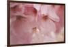 Cherry Blossoms I-Rita Crane-Framed Art Print