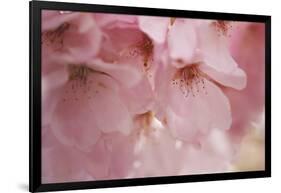 Cherry Blossoms I-Rita Crane-Framed Art Print