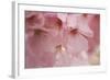 Cherry Blossoms I-Rita Crane-Framed Art Print