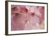 Cherry Blossoms I-Rita Crane-Framed Art Print