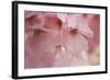 Cherry Blossoms I-Rita Crane-Framed Art Print