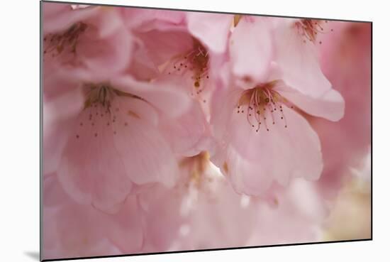 Cherry Blossoms I-Rita Crane-Mounted Art Print