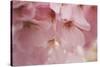 Cherry Blossoms I-Rita Crane-Stretched Canvas