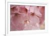 Cherry Blossoms I-Rita Crane-Framed Art Print