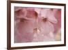 Cherry Blossoms I-Rita Crane-Framed Art Print