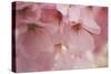 Cherry Blossoms I-Rita Crane-Stretched Canvas