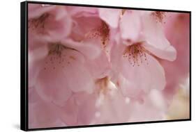 Cherry Blossoms I-Rita Crane-Framed Stretched Canvas