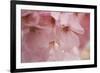 Cherry Blossoms I-Rita Crane-Framed Premium Giclee Print