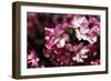 Cherry Blossoms I-Alan Hausenflock-Framed Photographic Print