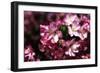 Cherry Blossoms I-Alan Hausenflock-Framed Photographic Print