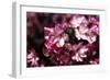 Cherry Blossoms I-Alan Hausenflock-Framed Photographic Print