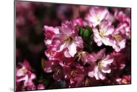 Cherry Blossoms I-Alan Hausenflock-Mounted Photographic Print