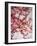 Cherry Blossoms I-Susan Bryant-Framed Photographic Print