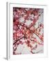 Cherry Blossoms I-Susan Bryant-Framed Photographic Print