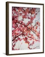 Cherry Blossoms I-Susan Bryant-Framed Photographic Print