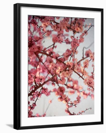 Cherry Blossoms I-Susan Bryant-Framed Photographic Print