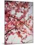 Cherry Blossoms I-Susan Bryant-Mounted Photographic Print